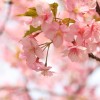桜の名所で東北地方のランキング☆人気ベスト３はココ！