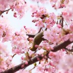 造幣局の桜の通り抜けはいつから楽しめる？営業時間やアクセスは？