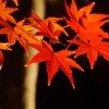 大阪の紅葉の名所はたくさん！2015年にオススメしたいスポットは？