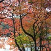 紅葉スポットがたくさんある長野県の紅葉情報をご紹介します！