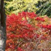 兵庫県の紅葉をどんどん楽しもう！おすすめの紅葉スポットは？