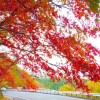 紅葉を栃木県で見たい！おすすめスポットはどんな所がある？