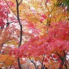 紅葉が綺麗な広島県の名所は？1度はぜひ見に行ってみてください！