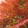 紅葉が綺麗に見られる福岡県のおすすめスポットはどこにある？