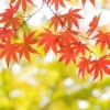 紅葉を和歌山で楽しむために知っておきたい名所と見頃の時期を紹介！