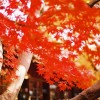 紅葉が美しく見られる千葉県のおすすめスポットとはどこがある？