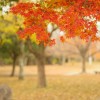 紅葉を山口県で見るならここ！見頃の時期と名所をご紹介します！