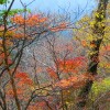 紅葉が奈良で綺麗に見られる時期は？おすすめの紅葉スポットは？